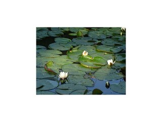 Casa de campo Giethoorn  48