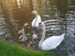 Farmhouse Giethoorn  53
