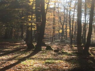 Maison de vacances Elend Environnement 36