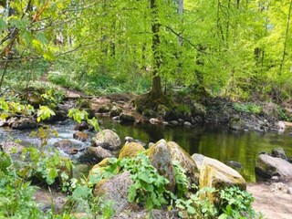 Vakantiehuis Elend Omgeving 28