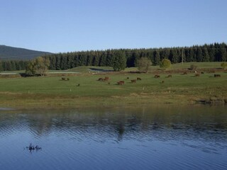 Casa per le vacanze Elend Ambiente 36