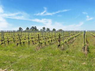 Castello Plassac Ambiente 38