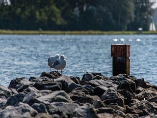Vakantiehuis Kamperland Omgeving 19