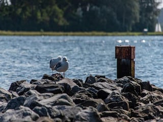 Maison de vacances Kamperland Environnement 25