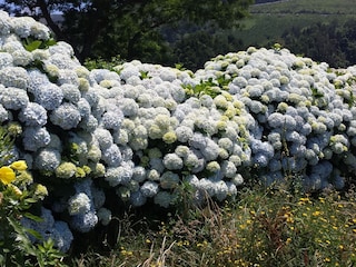 So "gehen" Hortensien!