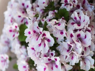 Appartamento Dubrovnik  28