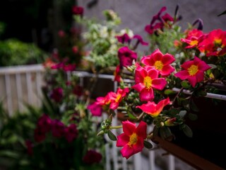 Apartment Dubrovnik Outdoor Recording 2