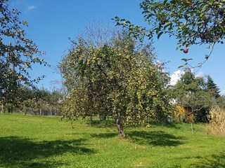 Appartamento per vacanze Fehring Registrazione all'aperto 9