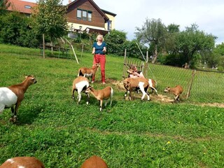 Appartamento per vacanze Fehring Ambiente 33