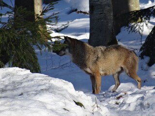 Nationalpark "Wolf"