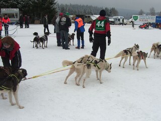 Schlittenhunderennen in Haidmühle