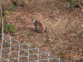 Luchs im Nationalpark