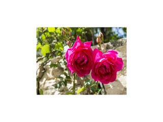 Apartment Cavtat Outdoor Recording 4