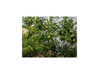 Appartement Mlini Buitenaudio-opname 3