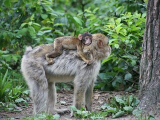 Appartamento per vacanze Malchow Ambiente 26