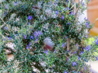 Appartement Dubrovnik  18