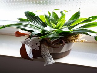 Appartement Mlini  21