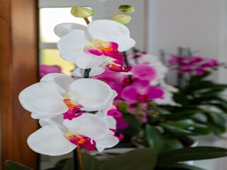 Appartement Mlini  38