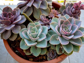 Appartement Mlini  41