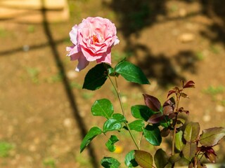 Apartamento Dubrovnik  20