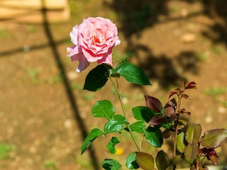 Apartment Dubrovnik  18