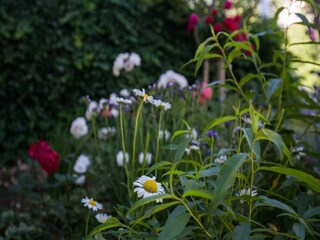 Appartamento Mlini Registrazione all'aperto 13