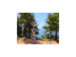 Appartement Trstenik Buitenaudio-opname 1