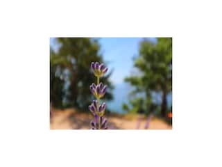 Appartement Trstenik Enregistrement extérieur 1