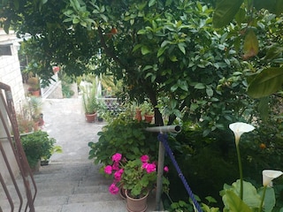 Apartment Molunat  6