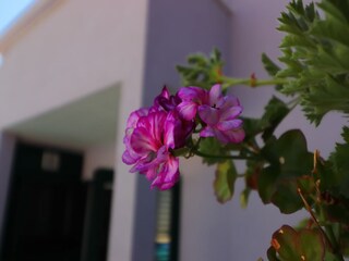 Villa Zavalatica  50