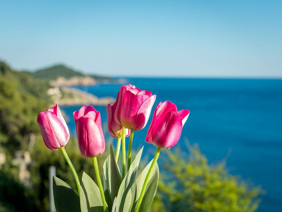 Apartamento Dubrovnik Grabación al aire libre 1