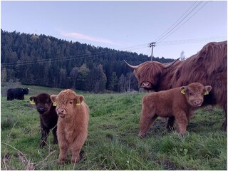 our Scottish Highland Cattle