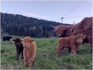 unsere Schottischen Hochlandrinder