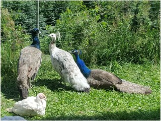 Peacocks and turkey hens