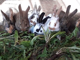 Rabbits
