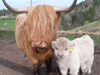 Schottische Hochlandrinder