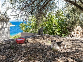 Holiday house Vela Luka Outdoor Recording 4