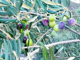 Cottage Trpanj Außenaufnahme 5