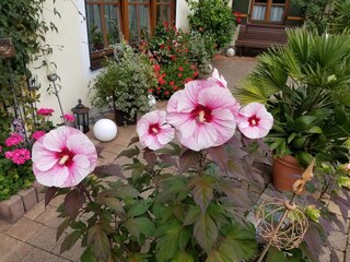 Hibiscus