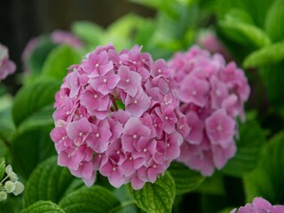 Apartment Opatija  49