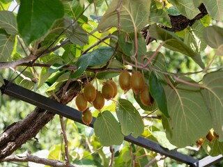 Apartamento Opatija  44