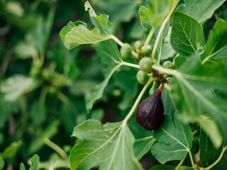 Ferienhaus Mokošica Außenaufnahme 7