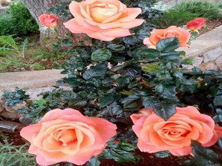 Apartamento Karlobag Grabación al aire libre 8