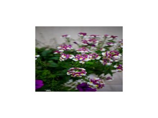 Appartement Dubrovnik Buitenaudio-opname 7