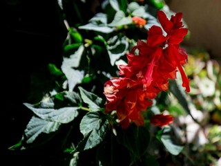 Appartement Dubrovnik Buitenaudio-opname 2