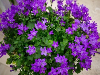 Apartment Dubrovnik Outdoor Recording 10