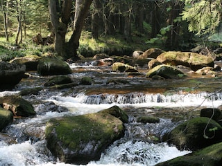 Maison de vacances Schierke Environnement 25