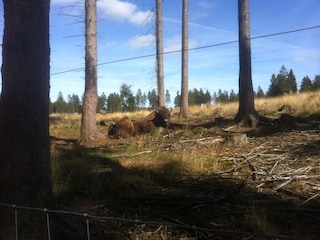 Wisent- Wildnis am Rothaarsteig  Sauerland