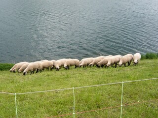 Schafherde am See