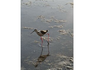 Appartamento per vacanze Calpe Ambiente 38